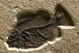 Green River Fossil Fish Mural with Large Diplomystus #382730-5
